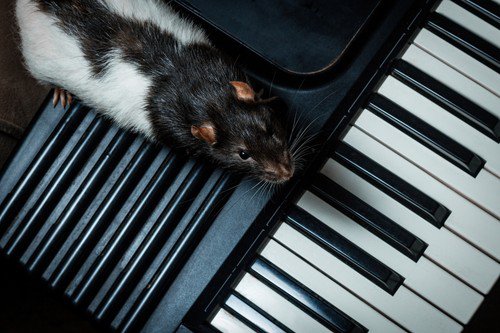 Hudbu vídeňského génia milují i krysy. Podle nejnovějších výzkumů při poslechu Mozartovy hudby pohupují hlavou